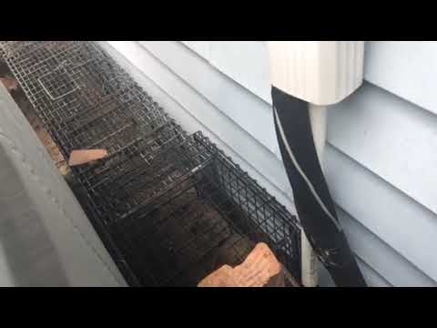 Skunks Hide Underneath A Concrete Slab in Whiting, NJ