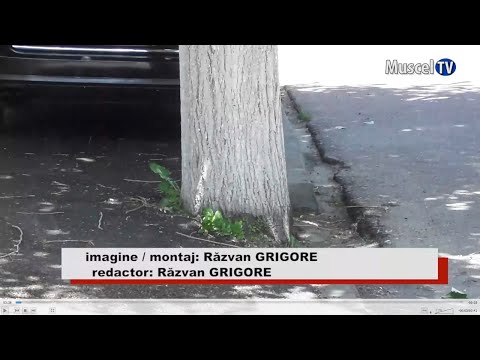 Jurnal MUSCEL TV 26.05.2022 Tei cu asfalt turnat la rădăcină