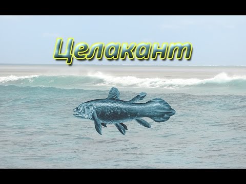 Русская Рыбалка 3.99 Целакант