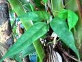 Sea beans: The sprouted vines