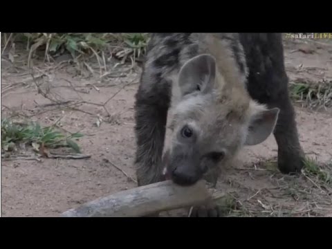 Safari Live : The Hyena Cubs on drive this morning with Jamie  April 26, 2017