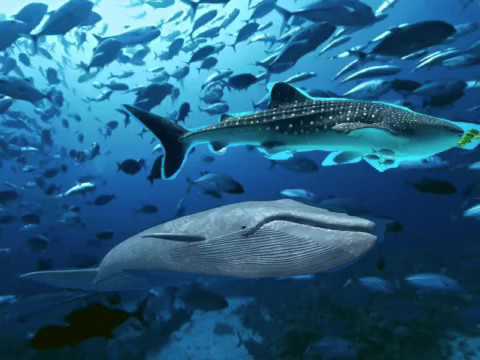 Whale amused by squid and net by abdulrahim