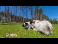 Naughty Pets Entertaining Pets Funny Pets Talking Videos The Fighting Puppies Fun