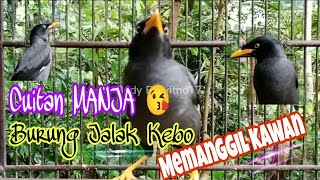 Download lagu Cuitan MANJA 😘 Burung Jalak Kebo Memanggil Kawan mp3