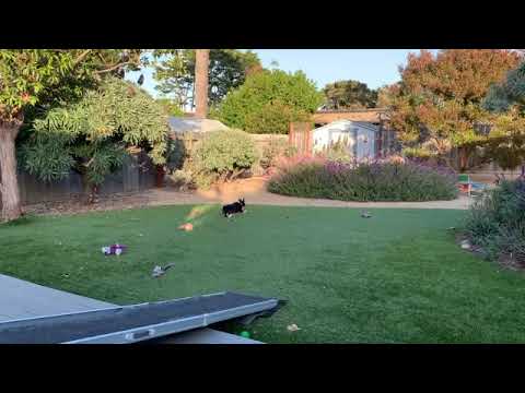 Boo playing in his foster home