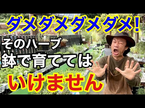 植木鉢を太陽から守るにはどうすればよいですか？暑い季節のために思いつかないかもしれない 5 つのヒント  庭園