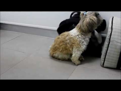 Chinchu. Rehabilitación de parálisis post. con Quiropráctica y Acupuntura.