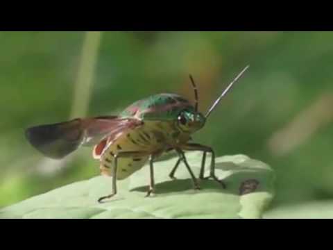 Les2k13 and SILA'Z Official