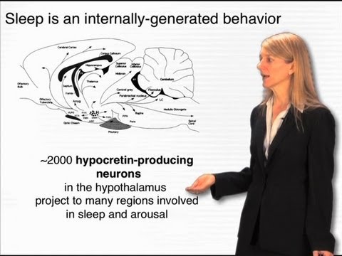 Circadian Clock - Cori Bargmann (Rockefeller/HHMI)