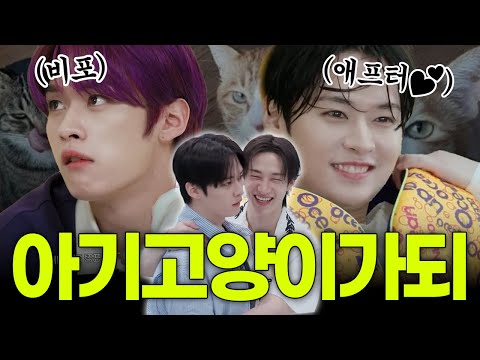 천하의 이리노도 찬이형 앞에서는 쟈근 고양이일 뿐... 스키즈 맏형즈 방찬 리노!