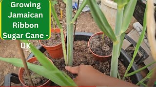 Growing Jamaican Ribbon Sugar Cane - UK