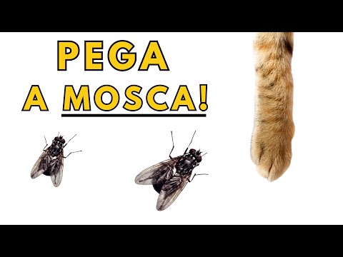 🪰Moscas Voando Na Tela [Jogos para Gatos Brincar]✅