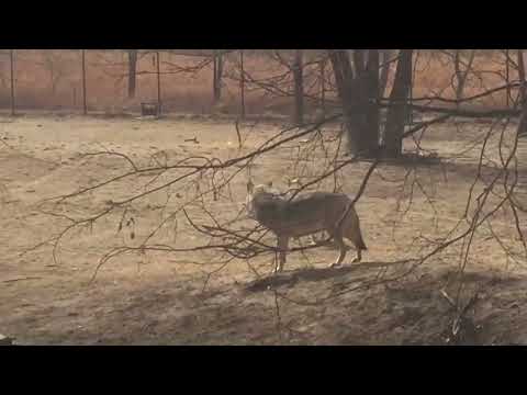 Chiefs Mascot KC Wolf in the wild be like...