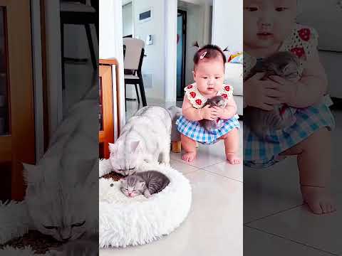 माँ बिल्ली ने अपने बच्चे को वापस ले लिया 🐱❤️👶