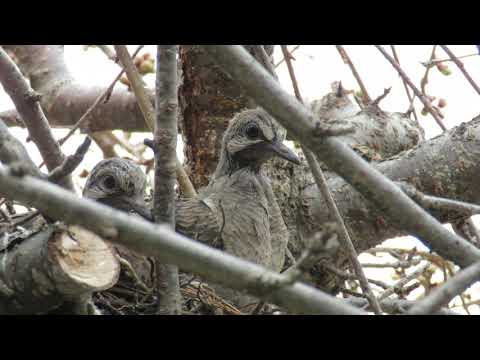 2 New Baby Mourning Dove in the nest - صغار اليمامه في العش