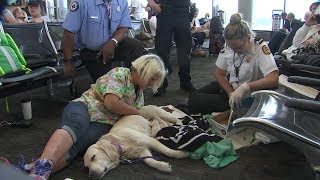 Service dog gives birth in airport