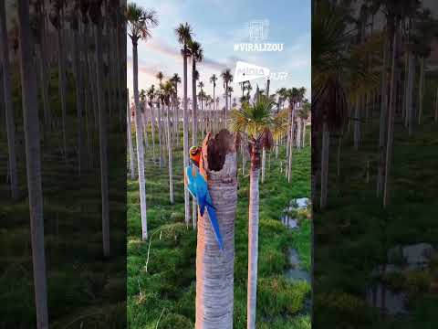 Pescador e cinegrafista encontram ninho de araras durante pescaria em Itaúba-MT