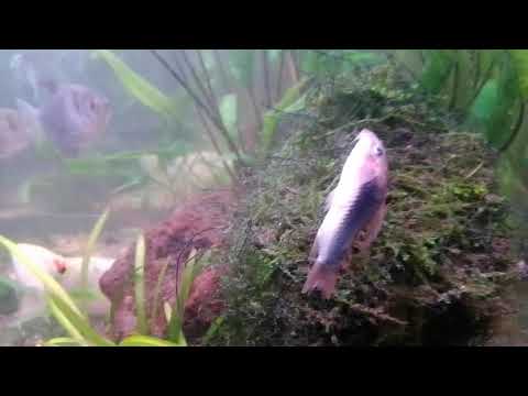 ostatnie chwile rybki 🐟🐁 bez skojarzeń 😃