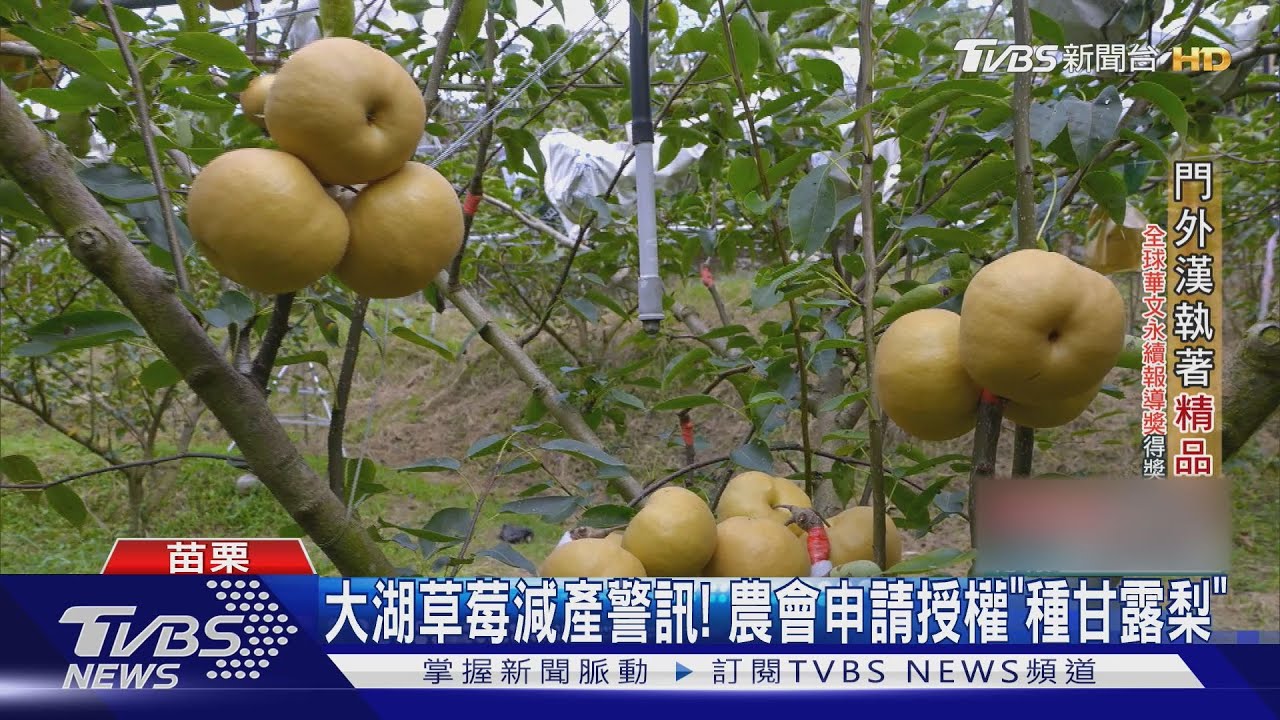 「寶島甘露梨」遭大量偷種!8成市售品是仿冒 研發者心痛曝內幕