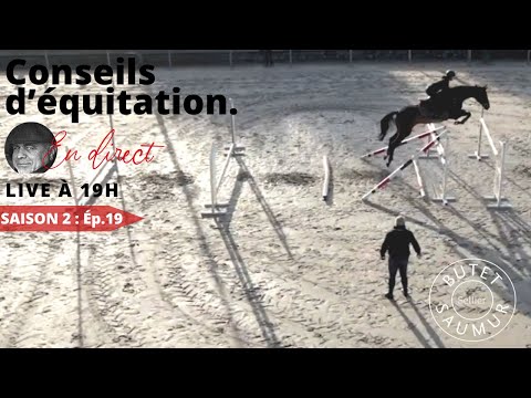 Formation d'un jeune cheval de 4 ans, le couloir des aides.@coachendirecthorselearning