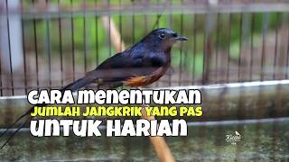 Download lagu How many servings of crickets are appropriate for daily treatment of muraibatu? mp3