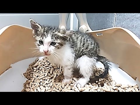 kittens crying, pooping cat  / cat pooping / kittens meowing