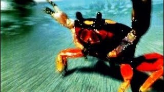 The Prodigy - Narayan