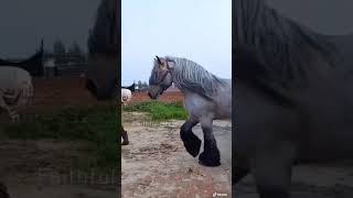 one of the Largest Horse of the world