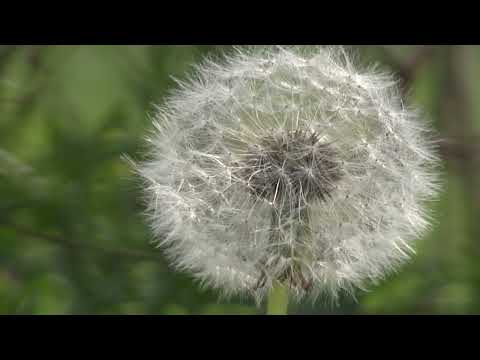 fietsen en kijken in de maasheggen
