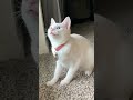 Billi Wala Cartoon Billi Wala Game New Game Cat Billi Funny Cute Shorts