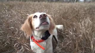 Rooster Road Trip Day #4