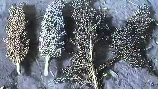 LLoyd Charmers & The Hippy Boys-African Zulu