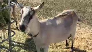 Goat Update 10/22/16