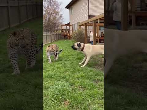 This Kangal Protected His Home from a Wild Leopard!”