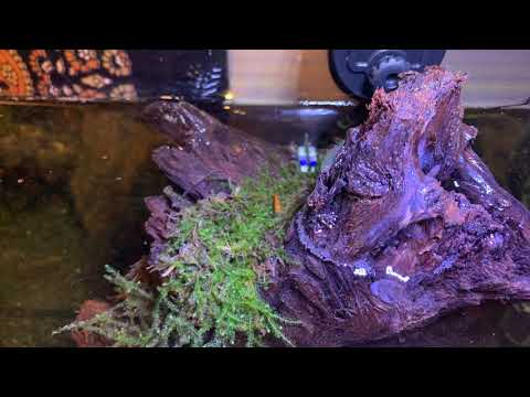 ADDING FISH TO MY AQUARIUM- 16 GALLON PLANTED TANK (FRESHWATER)