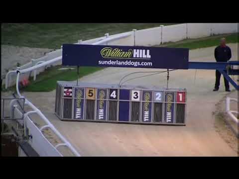 Bubbly Bluebird Coming 2nd In Trap 4 In The William Hill Classic Final Race.