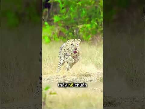 Cuộc Chiến Sinh Tử Giữa Hổ Và Báo Hoa Mai #thếgiớiđộngvật