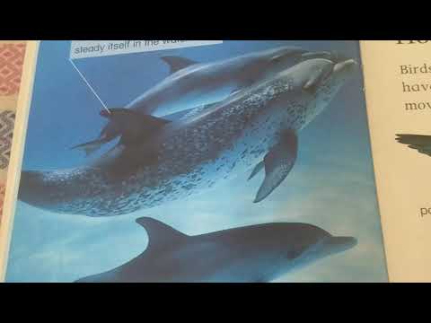 Fins, Wings and Legs