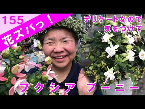 園芸 ロイヤル フクシア レイツィイ、丈夫なつる性フクシア
