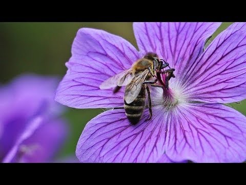 Spring Has Now Unwrapped the Flowers #95 - SDA Hymnal