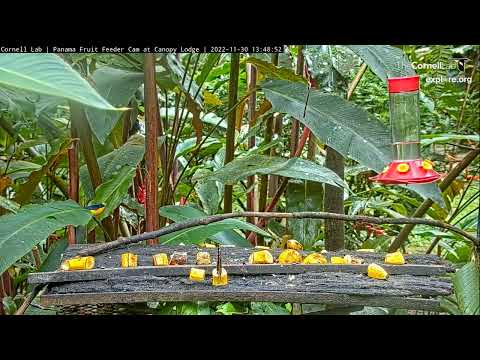 Panama Fruit Feeder. Snowy-bellied Hummingbird vs Bananaquit - explore.org 11-30-2022