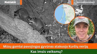 Mūsų gamtai pavojingas gyvūnas atakuoja Kuršių neriją ir laisvai veisiasi. Kas imsis veiksmų?