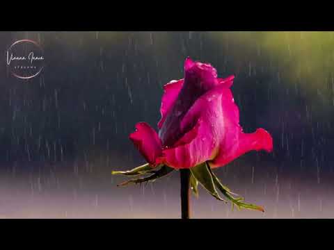 Flower in the Rain | Nature Rain Sounds 🌧️ | 2 Hours | Relaxation, Sleep, and Focus