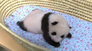 Tokyo panda turns 50 days old