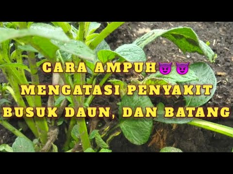 , title : 'CARA AMPUH MENGATASI PENYAKIT KENTANG, busuk daun dan batang💯💯'