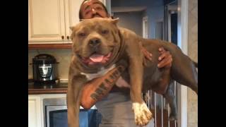 Giant pit bull puppies hulk kids