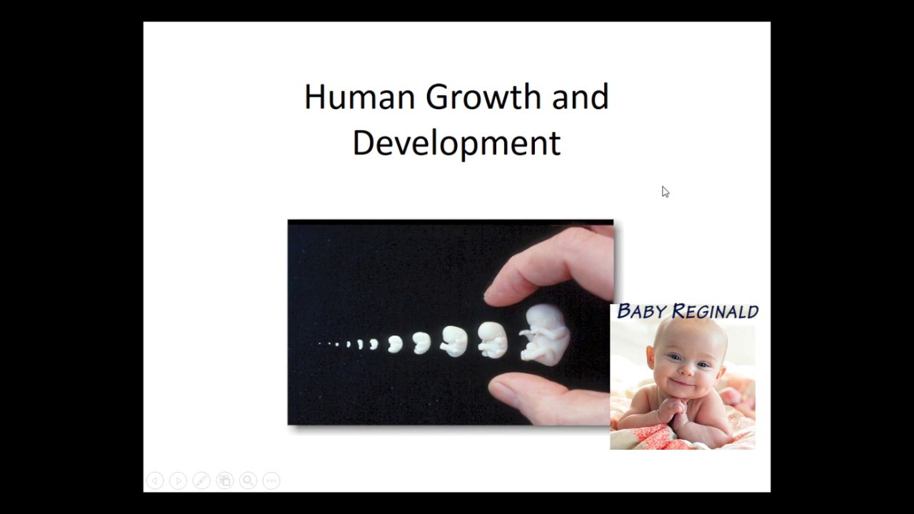 Human Development PowerPoint Notes