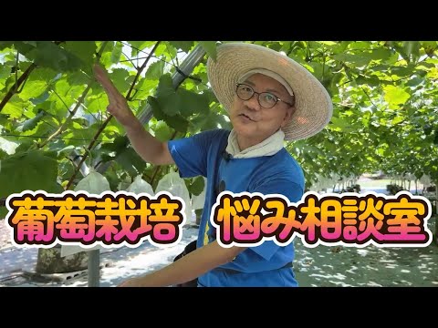 いつエンドウ豆を植えるのですか？生産を最適化し、収穫を成功させるにはどうすればよいでしょうか?  庭園