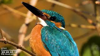 【4K】カワセミに超接近したら可愛すぎた。羽がよく見える近接撮影【COOLPIX P1000】　#身近な生き物語　#カワセミ　#4K