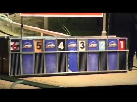 LEVANTE BEACH Trap 5 in Final of Northern Puppy Derby 19th Dec 2019